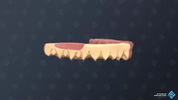 Das geschnittene Zahnfleischmodell für medizinische 3D-Videos.